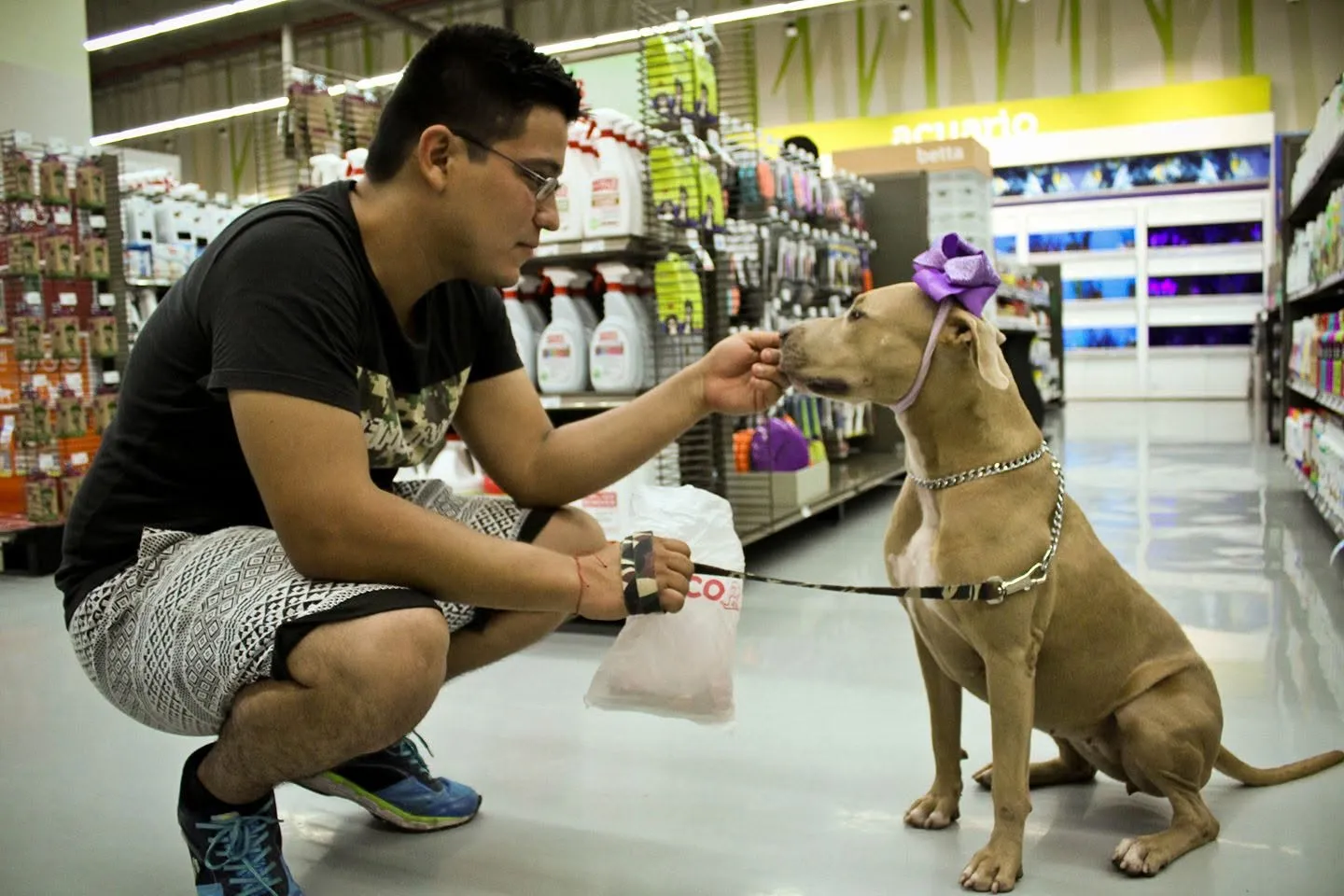 Tercera fotografía de sus perritos